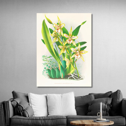 Illustrazioni Botaniche Odontoglossum Duvivierianum Jean Jules Linden jjl108 quadro stampato su tela