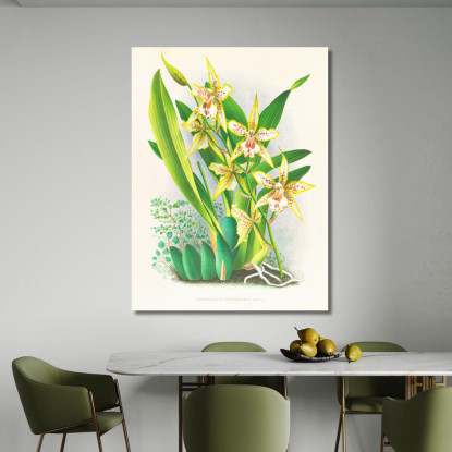 Illustrazioni Botaniche Odontoglossum Duvivierianum Jean Jules Linden jjl108 quadro stampato su tela