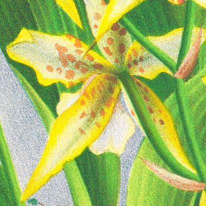Illustrazioni Botaniche Odontoglossum Duvivierianum Jean Jules Linden jjl108 quadro stampato su tela