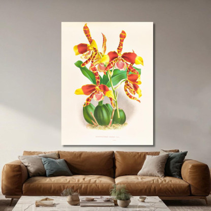 Illustrazioni Botaniche Odontoglossum Grande Jean Jules Linden jjl109 quadro stampato su tela