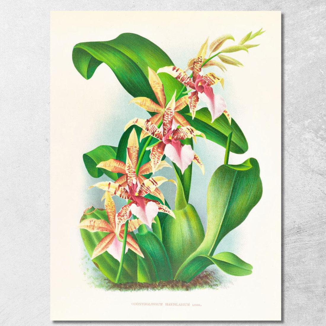 Illustrazioni Botaniche Odontoglossum Hastilabium Jean Jules Linden jjl110 quadro stampato su tela Illustrazioni Botaniche Odontoglossum Hastilabium Jean Jules Linden jjl110 quadro stampato su tela