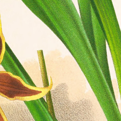 Illustrazioni Botaniche Odontoglossum Nevadense Jean Jules Linden jjl114 quadro stampato su tela