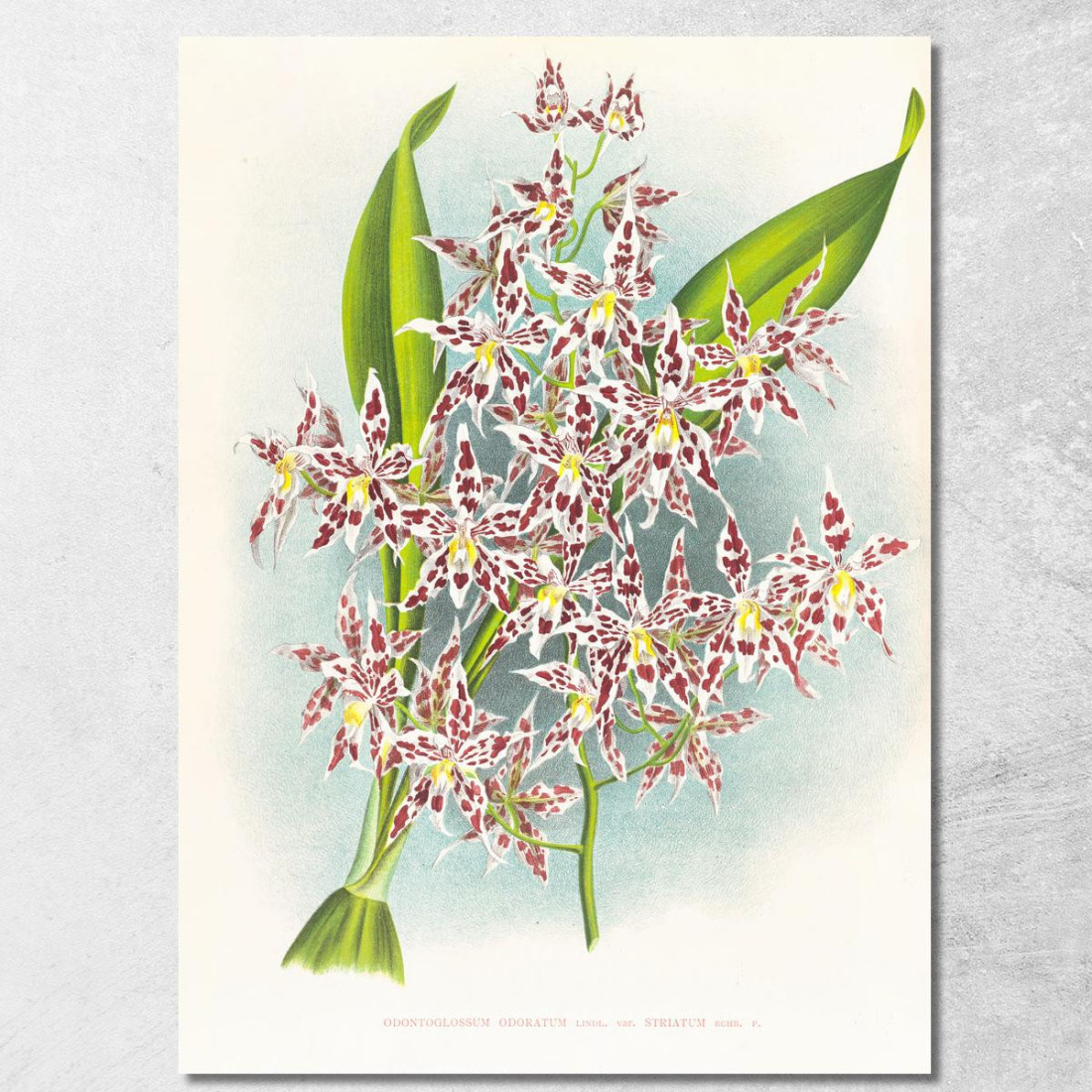 Illustrazioni Botaniche Odontoglossum Odoratum Var Striatum Jean Jules Linden jjl115 quadro stampato su tela Illustrazioni Botaniche Odontoglossum Odoratum Var Striatum Jean Jules Linden jjl115 quadro stampato su tela