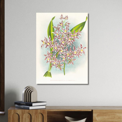 Illustrazioni Botaniche Odontoglossum Odoratum Var Striatum Jean Jules Linden jjl115 quadro stampato su tela