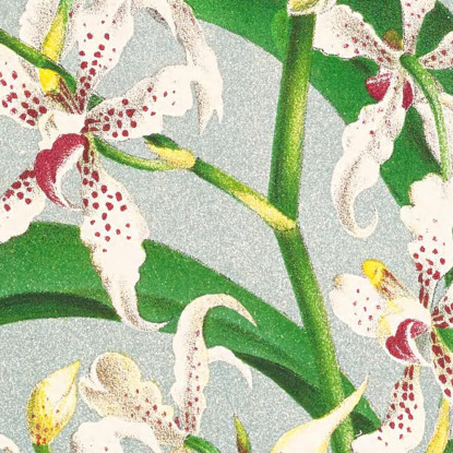 Illustrazioni Botaniche Odontoglossum Ramosissimum Jean Jules Linden jjl116 quadro stampato su tela