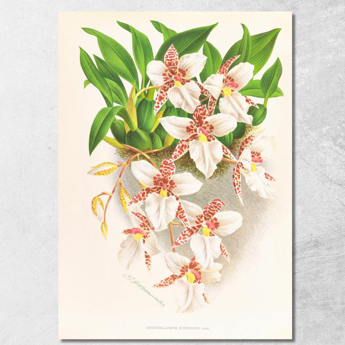 Illustrazioni Botaniche Odontoglossum Rubescens Jean Jules Linden jjl117 quadro stampato su tela Illustrazioni Botaniche Odontoglossum Rubescens Jean Jules Linden jjl117 quadro stampato su tela