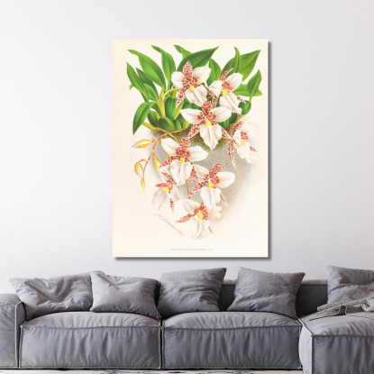 Illustrazioni Botaniche Odontoglossum Rubescens Jean Jules Linden jjl117 quadro stampato su tela