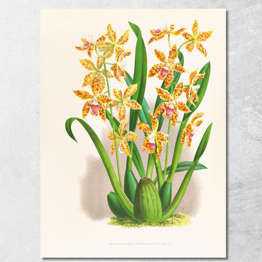 Illustrazioni Botaniche Odontoglossum Schillerianum Jean Jules Linden jjl119 quadro stampato su tela Illustrazioni Botaniche Odontoglossum Schillerianum Jean Jules Linden jjl119 quadro stampato su tela