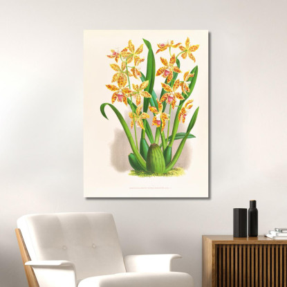 Illustrazioni Botaniche Odontoglossum Schillerianum Jean Jules Linden jjl119 quadro stampato su tela