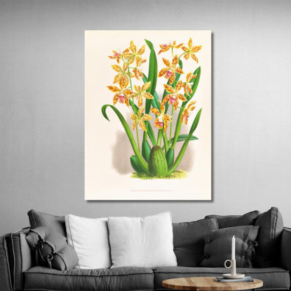 Illustrazioni Botaniche Odontoglossum Schillerianum Jean Jules Linden jjl119 quadro stampato su tela