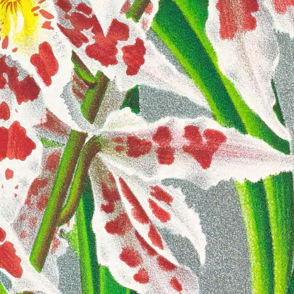 Illustrazioni Botaniche Odontoglossum Schlesingerianum Jean Jules Linden jjl120 quadro stampato su tela