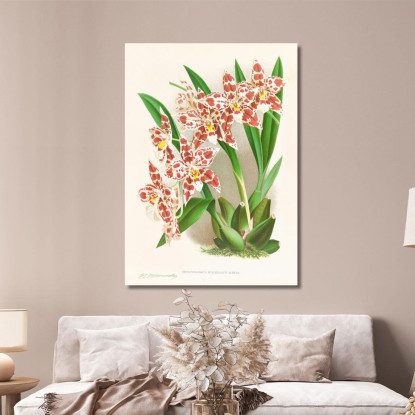 Illustrazioni Botaniche Odontoglossum Wilckeanum Albens Jean Jules Linden jjl122 quadro stampato su tela