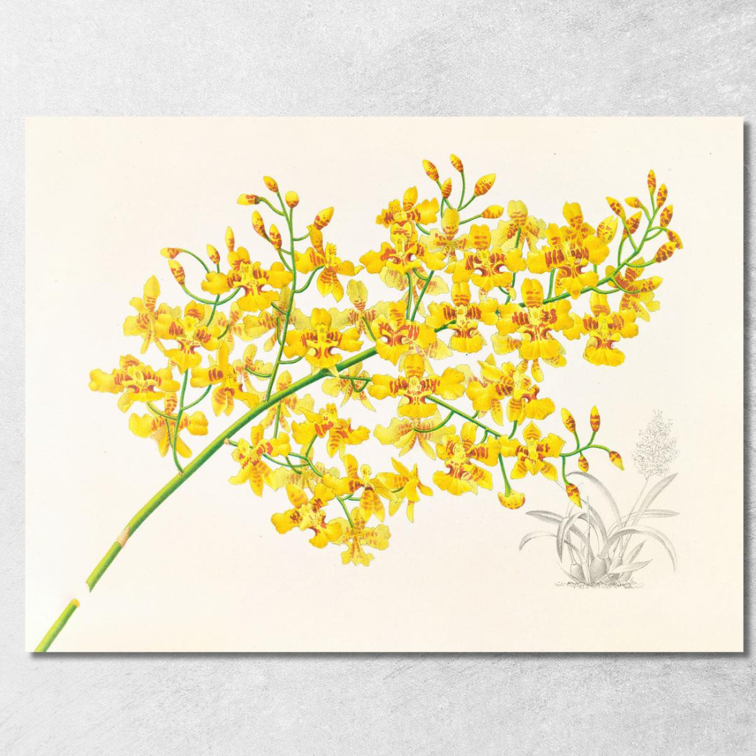 Illustrazioni Botaniche Oncidium Aurosum Jean Jules Linden jjl123 quadro stampato su tela Illustrazioni Botaniche Oncidium Aurosum Jean Jules Linden jjl123 quadro stampato su tela