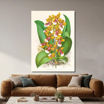 Illustrazioni Botaniche Oncidium Lannceanum Jean Jules Linden jjl128 quadro stampato su tela