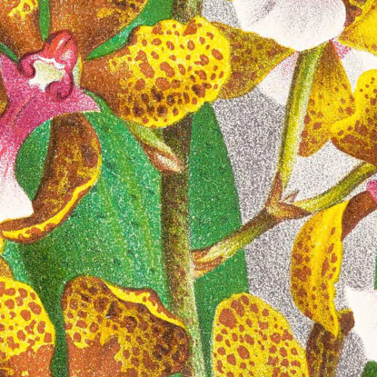 Illustrazioni Botaniche Oncidium Lannceanum Jean Jules Linden jjl128 quadro stampato su tela