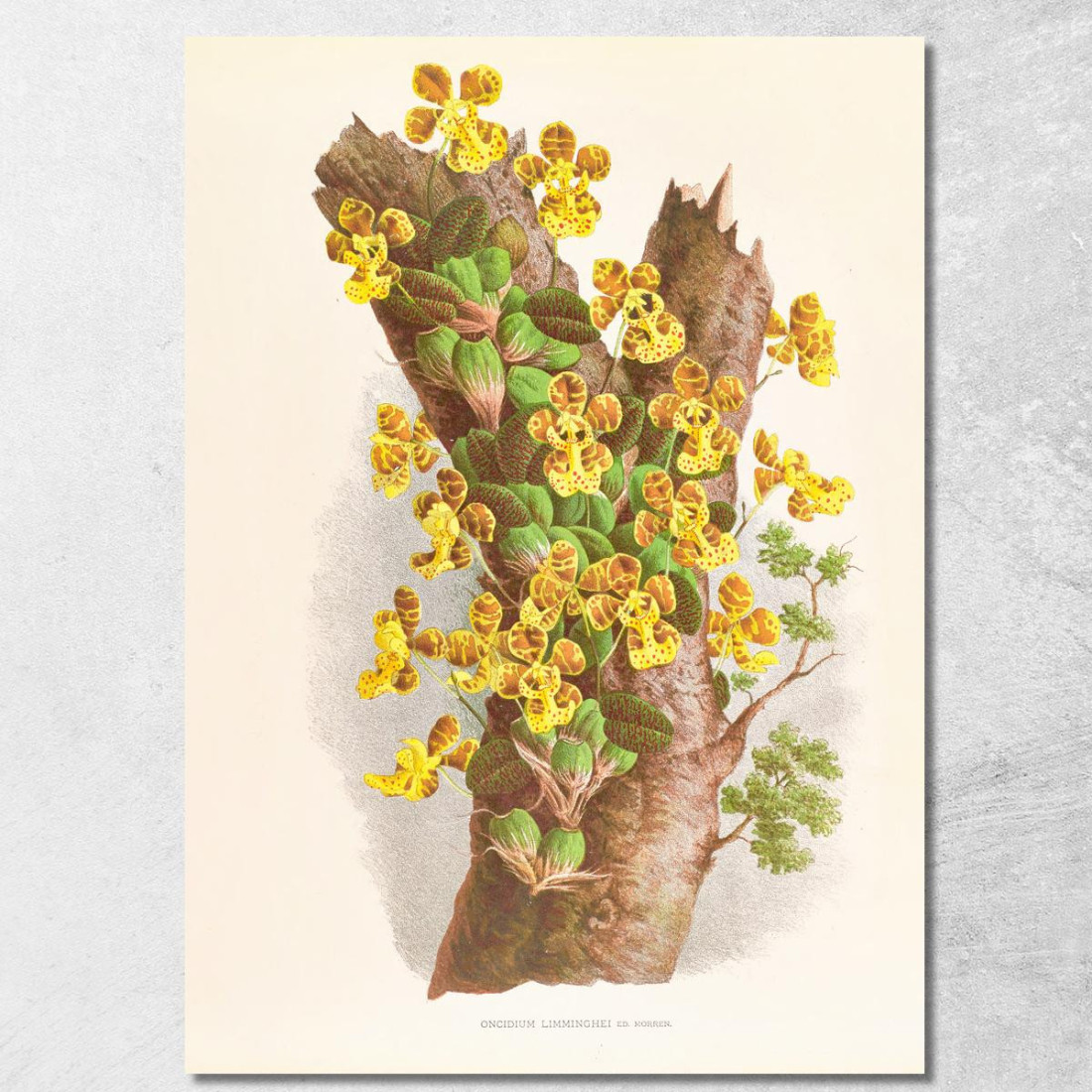 Illustrazioni Botaniche Oncidium Limminghei Jean Jules Linden jjl129 quadro stampato su tela Illustrazioni Botaniche Oncidium Limminghei Jean Jules Linden jjl129 quadro stampato su tela