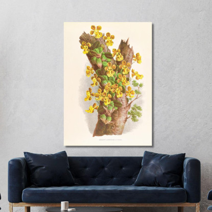 Illustrazioni Botaniche Oncidium Limminghei Jean Jules Linden jjl129 quadro stampato su tela