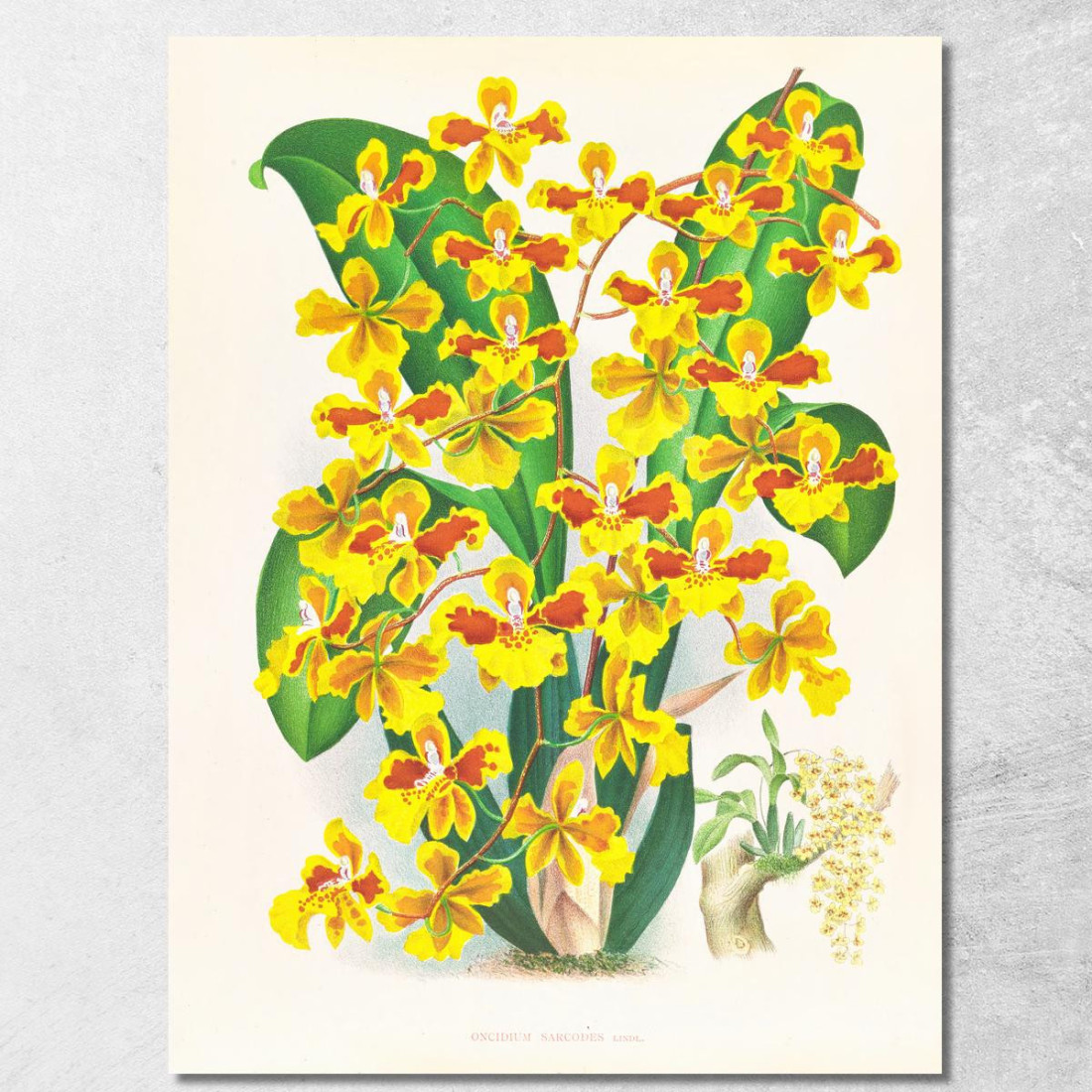 Illustrazioni Botaniche Oncidium Sarcodes Jean Jules Linden jjl131 quadro stampato su tela Illustrazioni Botaniche Oncidium Sarcodes Jean Jules Linden jjl131 quadro stampato su tela