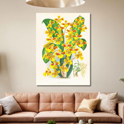 Illustrazioni Botaniche Oncidium Sarcodes Jean Jules Linden jjl131 quadro stampato su tela