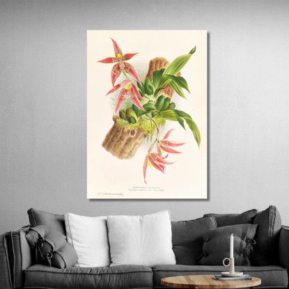 Illustrazioni Botaniche Paphinia Randi Paphinia Cristata Jean Jules Linden jjl133 quadro stampato su tela