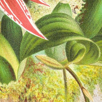 Illustrazioni Botaniche Paphinia Randi Paphinia Cristata Jean Jules Linden jjl133 quadro stampato su tela