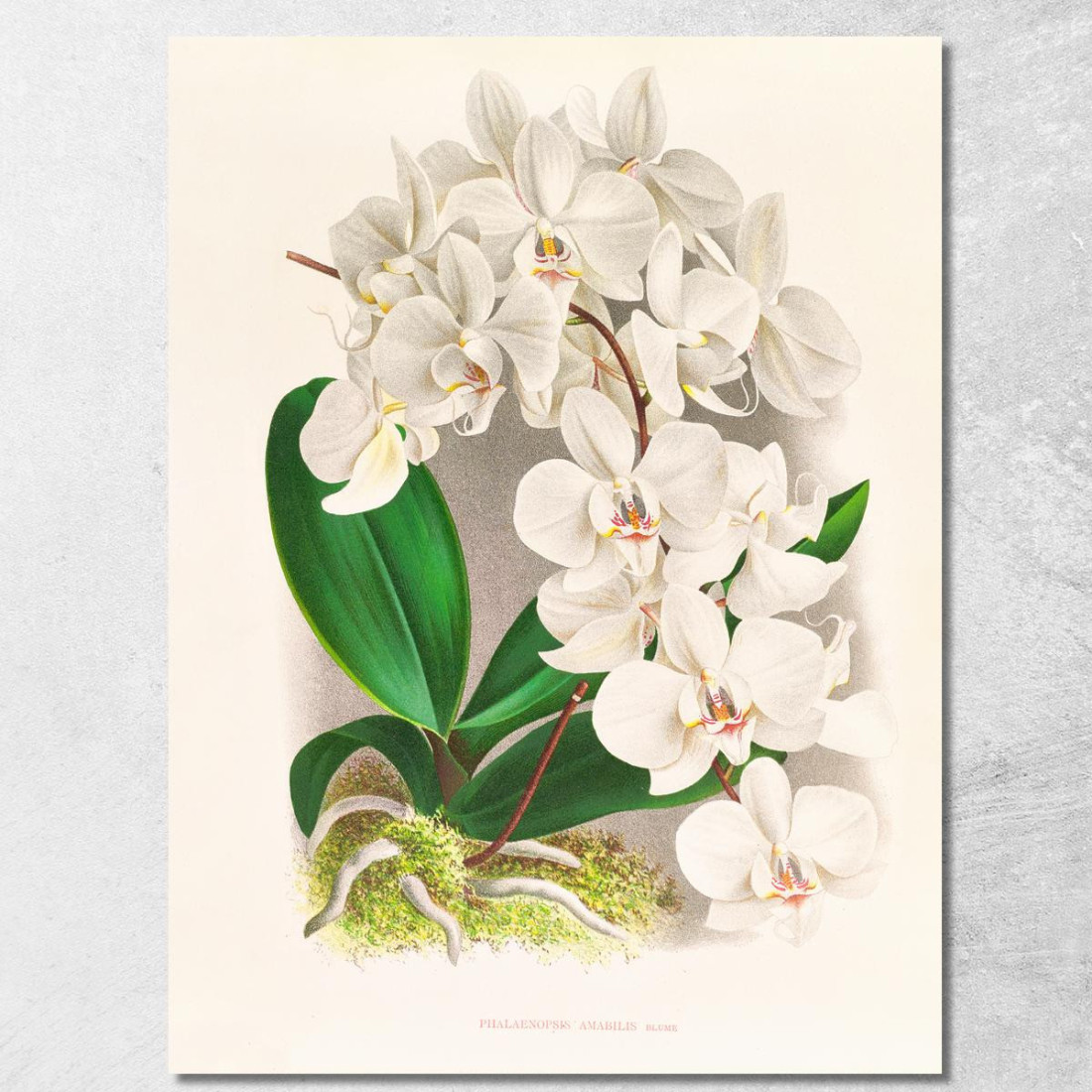 Illustrazioni Botaniche Phalaenopsis Amabilis Jean Jules Linden jjl135 quadro stampato su tela Illustrazioni Botaniche Phalaenopsis Amabilis Jean Jules Linden jjl135 quadro stampato su tela