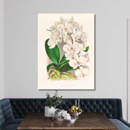 Illustrazioni Botaniche Phalaenopsis Amabilis Jean Jules Linden jjl135 quadro stampato su tela