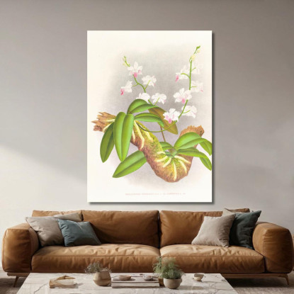 Illustrazioni Botaniche Phalaenopsis Esmeralda Var Candidula Jean Jules Linden jjl136 quadro stampato su tela