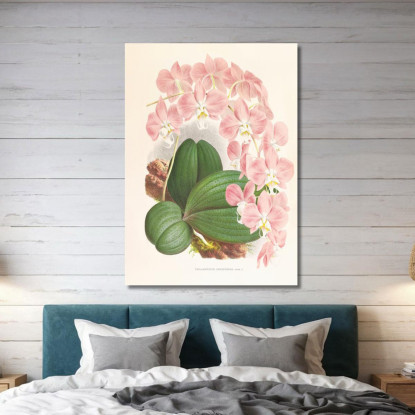 Illustrazioni Botaniche Phalaenopsis Sanderiana Jean Jules Linden jjl138 quadro stampato su tela
