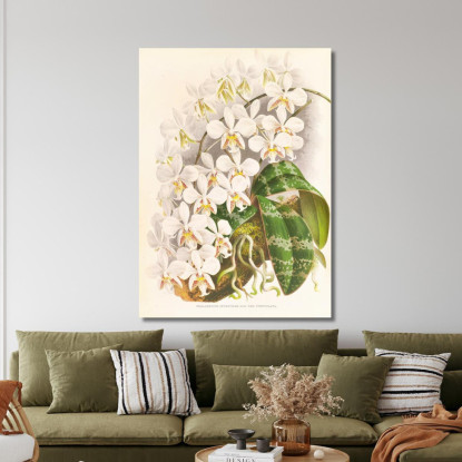 Illustrazioni Botaniche Phalaenopsis Stuartiana Jean Jules Linden jjl140 quadro stampato su tela