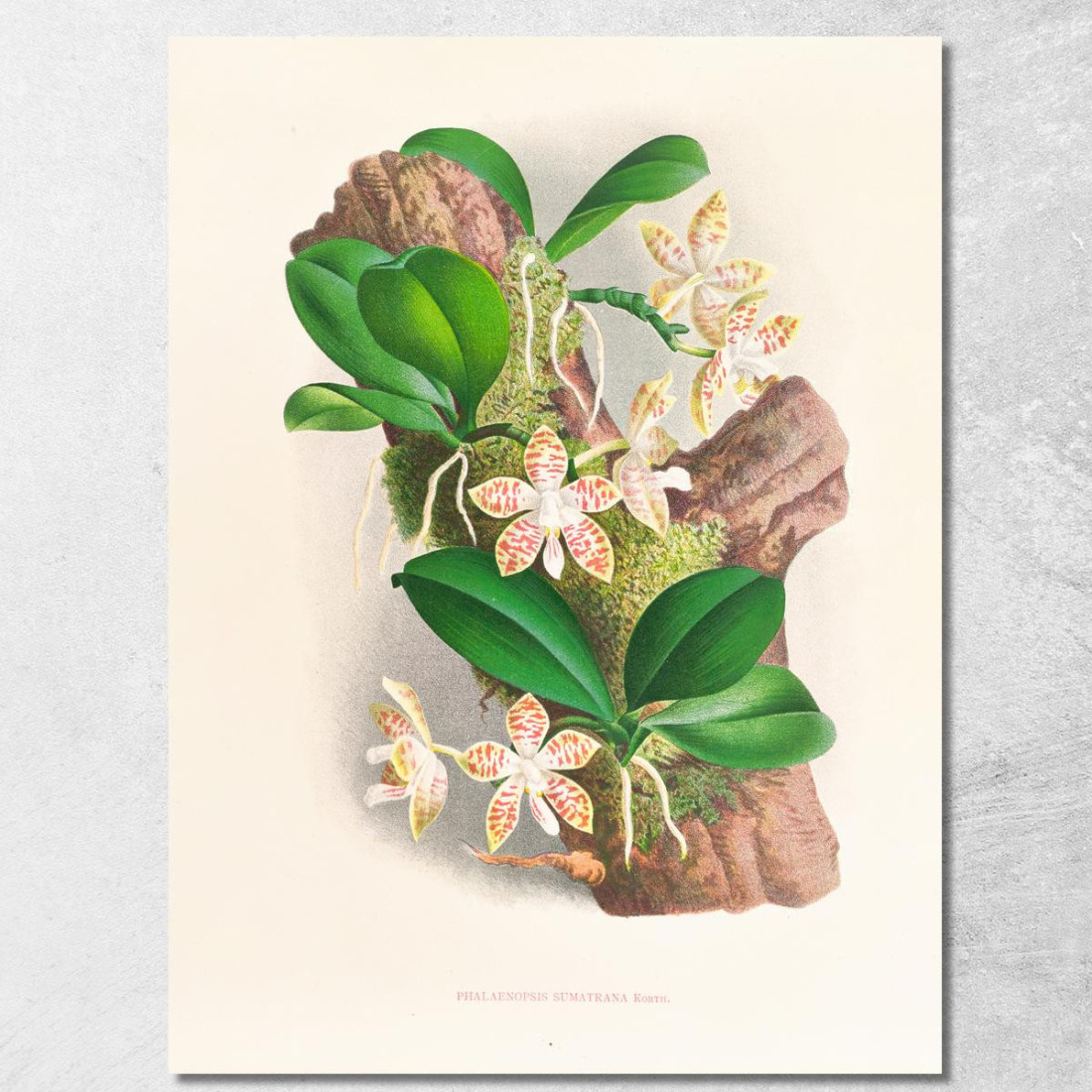 Illustrazioni Botaniche Phalaenopsis Sumatrana Jean Jules Linden jjl141 quadro stampato su tela Illustrazioni Botaniche Phalaenopsis Sumatrana Jean Jules Linden jjl141 quadro stampato su tela