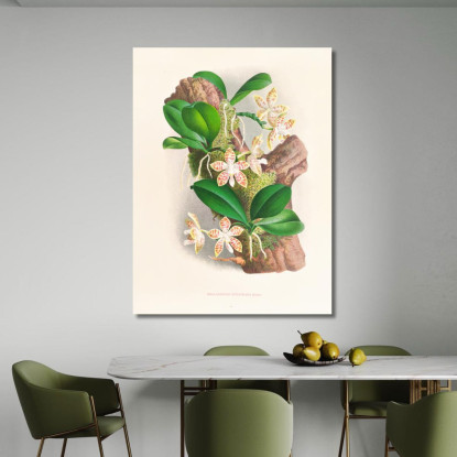 Illustrazioni Botaniche Phalaenopsis Sumatrana Jean Jules Linden jjl141 quadro stampato su tela
