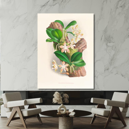 Illustrazioni Botaniche Phalaenopsis Sumatrana Jean Jules Linden jjl141 quadro stampato su tela