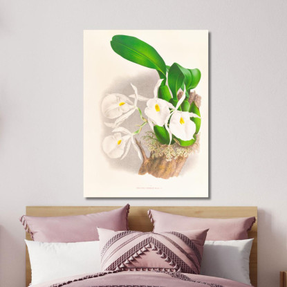 Illustrazioni Botaniche Pilumna Nobilis Jean Jules Linden jjl142 quadro stampato su tela