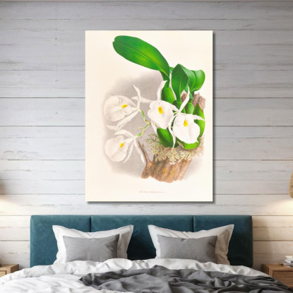 Illustrazioni Botaniche Pilumna Nobilis Jean Jules Linden jjl142 quadro stampato su tela