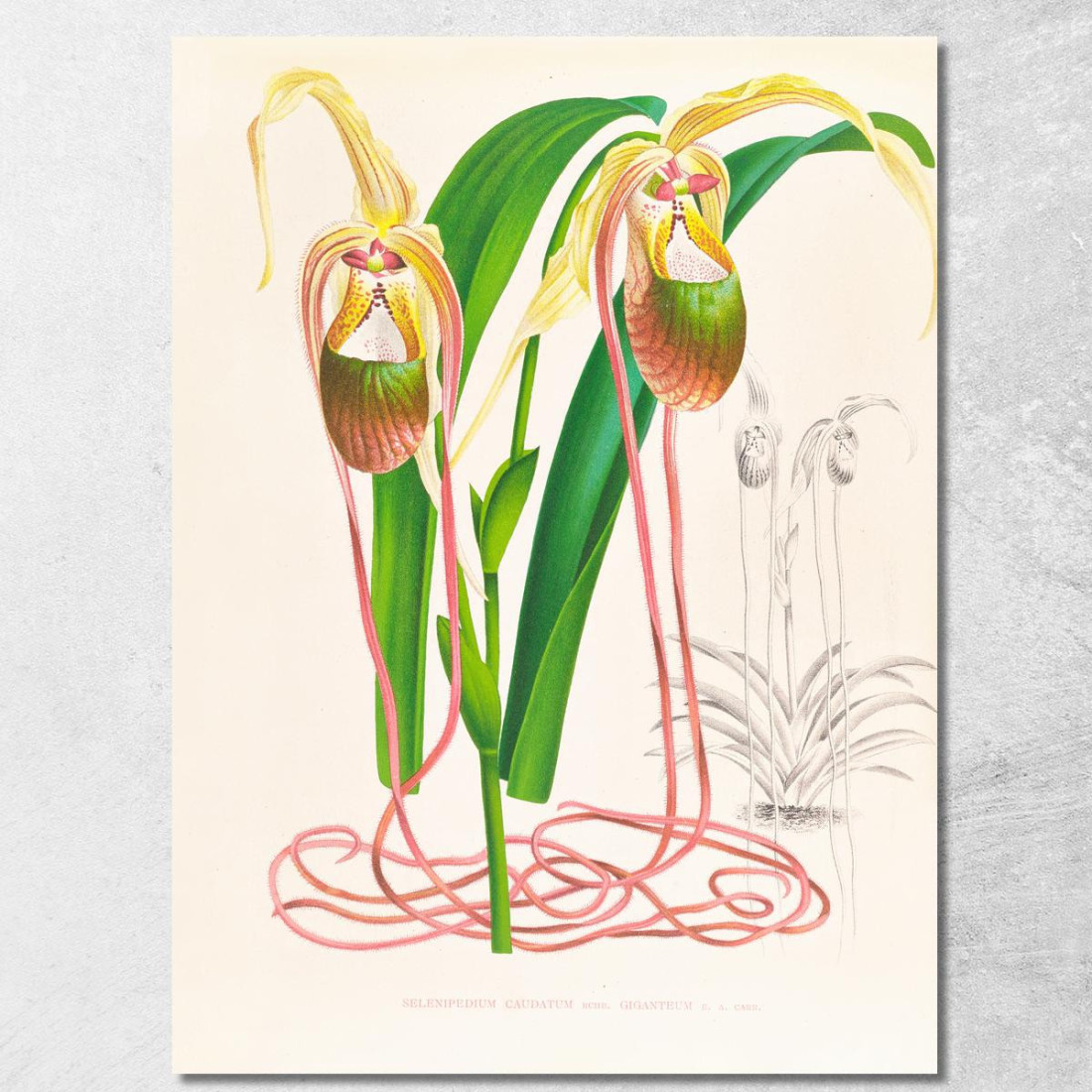 Illustrazioni Botaniche Selenipedium Caudatum Jean Jules Linden jjl146 quadro stampato su tela Illustrazioni Botaniche Selenipedium Caudatum Jean Jules Linden jjl146 quadro stampato su tela
