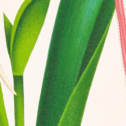 Illustrazioni Botaniche Selenipedium Caudatum Jean Jules Linden jjl146 quadro stampato su tela