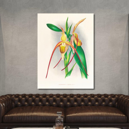 Illustrazioni Botaniche Selenipedium Grande Jean Jules Linden jjl147 quadro stampato su tela