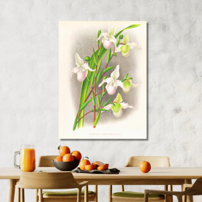 Illustrazioni Botaniche Selenipedium Sedeni Candidulum Jean Jules Linden jjl149 quadro stampato su tela