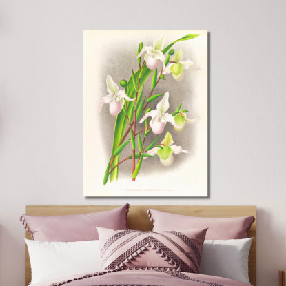 Illustrazioni Botaniche Selenipedium Sedeni Candidulum Jean Jules Linden jjl149 quadro stampato su tela