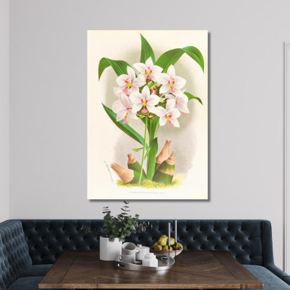 Illustrazioni Botaniche Spathoglottis Augustorum Jean Jules Linden jjl150 quadro stampato su tela