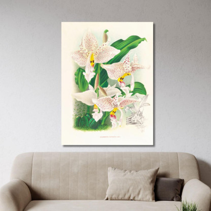 Illustrazioni Botaniche Stanhopea Oculata Jean Jules Linden jjl152 quadro stampato su tela