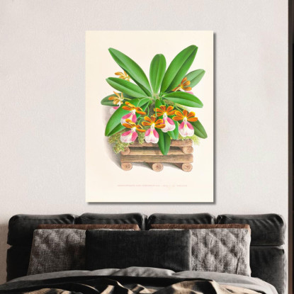 Illustrazioni Botaniche Trichocentrum Albo Purpureum Jean Jules Linden jjl154 quadro stampato su tela