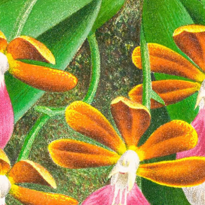 Illustrazioni Botaniche Trichocentrum Albo Purpureum Jean Jules Linden jjl154 quadro stampato su tela