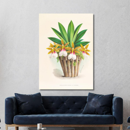 Illustrazioni Botaniche Trichocentrum Tigrinum Jean Jules Linden jjl155 quadro stampato su tela