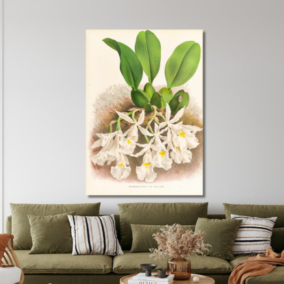 Illustrazioni Botaniche Trichopilia Suavis Jean Jules Linden jjl156 quadro stampato su tela