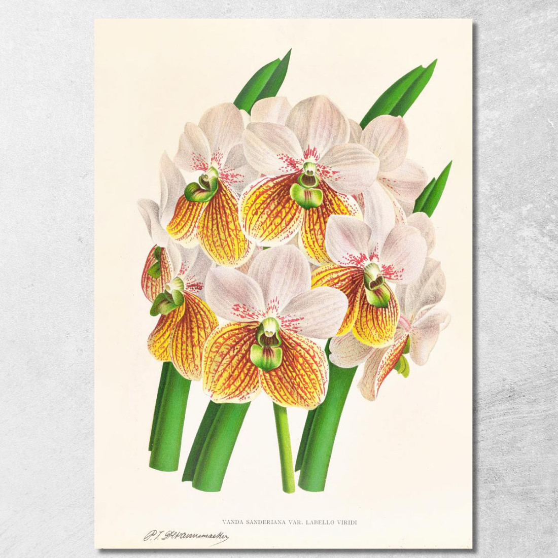 Illustrazioni Botaniche Vanda Sanderiana Var Labello Viridi Jean Jules Linden jjl161 quadro stampato su tela Illustrazioni Botaniche Vanda Sanderiana Var Labello Viridi Jean Jules Linden jjl161 quadro stampato su tela