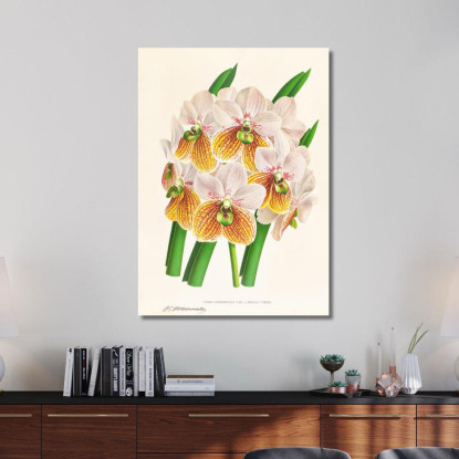 Illustrazioni Botaniche Vanda Sanderiana Var Labello Viridi Jean Jules Linden jjl161 quadro stampato su tela