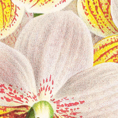 Illustrazioni Botaniche Vanda Sanderiana Var Labello Viridi Jean Jules Linden jjl161 quadro stampato su tela