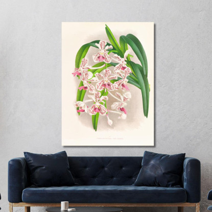 Illustrazioni Botaniche Vanda Suavis Jean Jules Linden jjl162 quadro stampato su tela